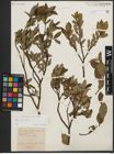 Foto von Salix phylicifolia L.